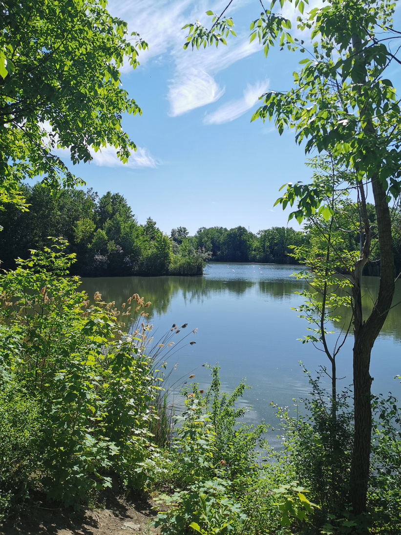 Green Trees Near the River